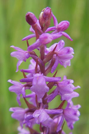 Gymnadenia odoratissima \ Wohlriechende Händelwurz / Short-spurred Fragrant Orchid, D  Murnau 20.6.2011 