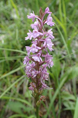 Gymnadenia conopsea s.l. \ Mücken-Händelwurz / Common Fragrant Orchid, D  Spaichingen 26.6.2018 
