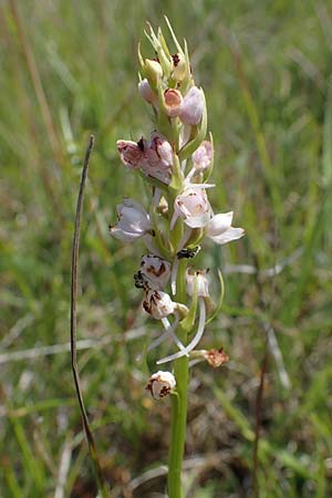 Gymnadenia conopsea s.l. \ Mücken-Händelwurz / Common Fragrant Orchid (mit Gendefekt / with genetic defect), D  Querfurt 18.6.2023 