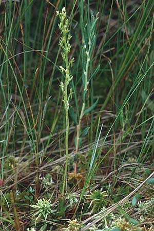 Hammarbya paludosa \ Weichwurz, Sumpf-Weichorchis / Bog Orchid, D  Bayern 13.8.1995 