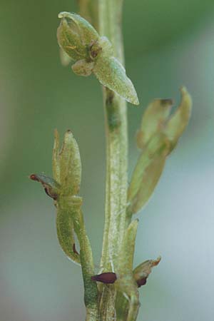 Hammarbya paludosa \ Weichwurz, Sumpf-Weichorchis / Bog Orchid, D  Bayern 13.8.1995 