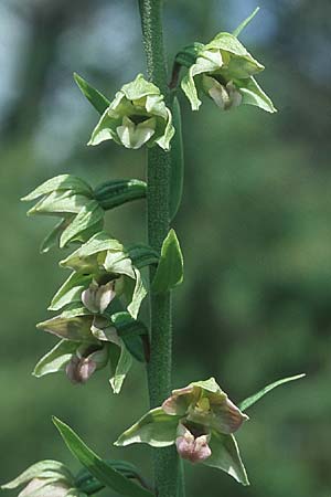 Epipactis helleborine \ Breitblättrige Ständelwurz, D  Pupplinger Au 25.7.2004 