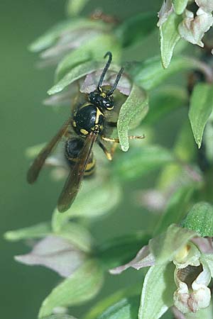 Epipactis helleborine mit Wespe / with wasp, D Pupplinger Au 25.7.04