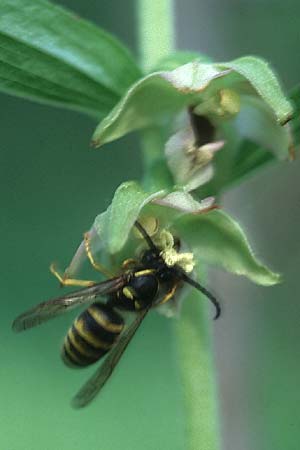 Epipactis helleborine / Broad-Leaved Helleborine (with wasp of genus Vespula), D  Laudenbach an der Bergstraße 27.6.2005 