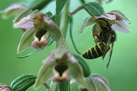 Epipactis helleborine mit Wespe der Gattung Vespula / Epipactis helleborine with wasp of genus Vespula, D Heidelberg 15.7.97