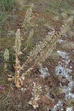 Himantoglossum hircinum \ Bocks-Riemenzunge / Lizard Orchid, D  Herxheim am Berg 27.5.2022 