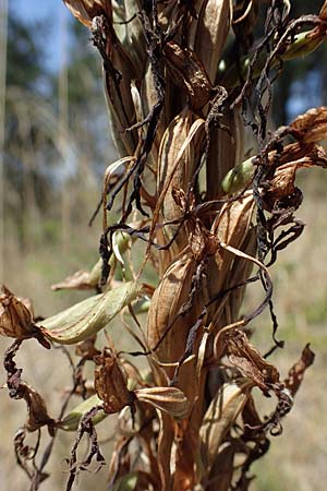 Himantoglossum hircinum \ Bocks-Riemenzunge / Lizard Orchid, D  Nittel 18.7.2022 