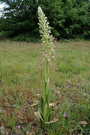 Himantoglossum hircinum \ Bocks-Riemenzunge / Lizard Orchid, D  Mannheim 19.5.2021 