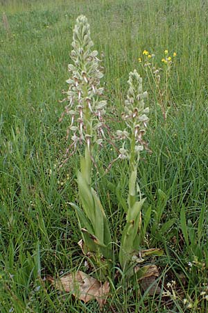 Himantoglossum hircinum \ Bocks-Riemenzunge / Lizard Orchid, D  Mannheim 19.5.2021 