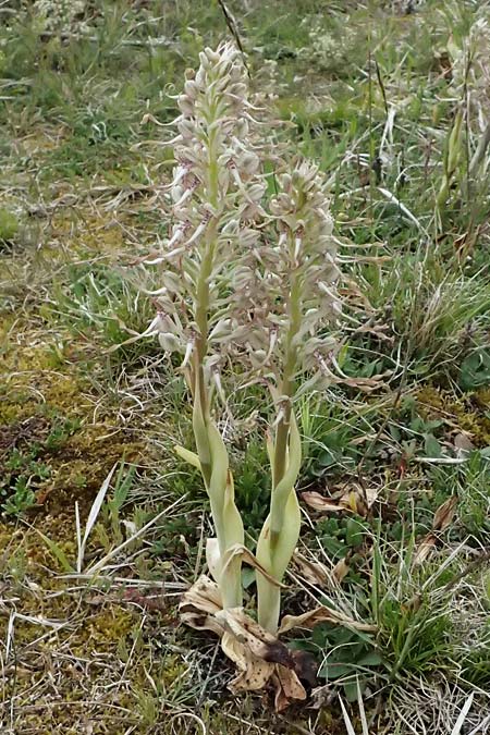 Himantoglossum hircinum \ Bocks-Riemenzunge / Lizard Orchid, D  Neuleiningen 14.5.2026 