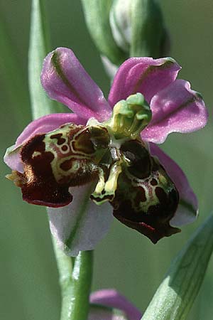 Ophrys holoserica deformation \ Hummel-Ragwurz (Doppel-Blüte), D  Saarland Badstube 24.5.1999 