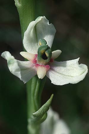 Ophrys holoserica deformation \ Hummel-Ragwurz (Pelorie, radiär-symmetrisch wie bei den Liliengewächsen), D  Saarland Badstube 24.5.1999 