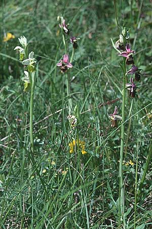 Ophrys holoserica \ Hummel-Ragwurz / Late Spider Orchid, D  Saarland Badstube 24.5.1999 