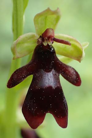 Ophrys insectifera \ Fliegen-Ragwurz, D  Werbach 20.5.2017 