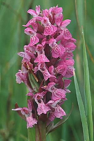 [click] Dactylorhiza incarnata, D   Vorpommern, Peene-Wiesen Gützkow 4.7.1995 