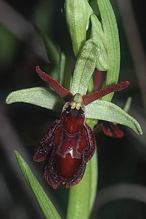 Ophrys insectifera x sphegodes, D   Pfalz/Palatinate 24.4.2002 