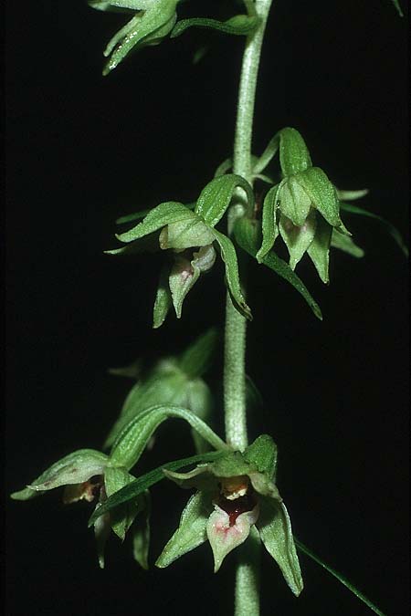 Epipactis leptochila subsp. leptochila \ Schmalblättrige Ständelwurz / Narrow-lipped Helleborine, D  Hüfingen 3.8.1988 