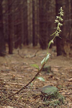 Epipactis leptochila subsp. leptochila \ Schmalblättrige Ständelwurz / Narrow-lipped Helleborine, D  Hüfingen 3.8.1988 