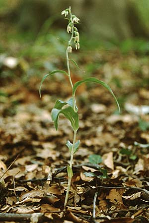 Epipactis leptochila subsp. leptochila \ Schmalblättrige Ständelwurz / Narrow-lipped Helleborine, D  Laudenbach an der Bergstraße 15.7.1997 