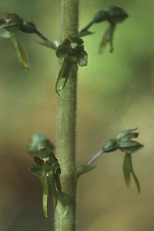 Listera ovata \ Großes Zweiblatt / Common Twayblade, D  Pforzheim 28.5.1984 