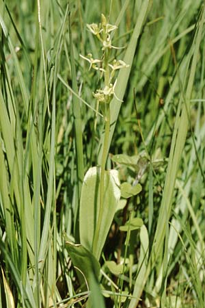 Liparis loeselii / Narrow-Leaved Fen Orchid, D  Allgäu 11.6.2005 