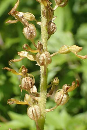 Listera ovata \ Großes Zweiblatt (fruchtend), D  Weinheim an der Bergstraße 19.6.2017 