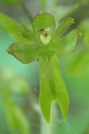 Listera ovata \ Großes Zweiblatt / Common Twayblade, D  Bruchsal 27.5.2020 