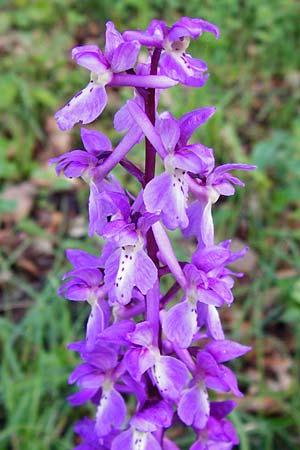 Orchis mascula \ Manns-Knabenkraut, Stattliches Knabenkraut / Early Purple Orchid, D  Bad Ditzenbach 4.5.2014 