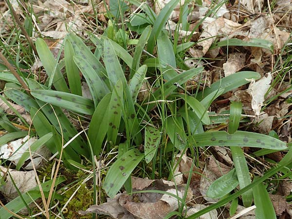 Orchis mascula \ Manns-Knabenkraut, Stattliches Knabenkraut / Early Purple Orchid, D  Herborn 25.4.2019 