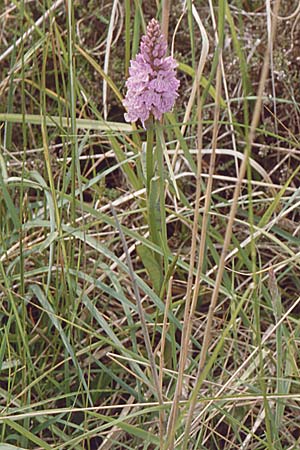 Dactylorhiza maculata \ Gefleckte Fingerwurz, Geflecktes Knabenkraut / Spotted Orchid, D  Vorpommern Zingst 11.6.1998 