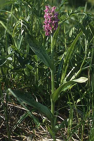 Dactylorhiza majalis \ Breitblättrige Fingerwurz, Breitblättriges Knabenkraut / Broad-Leaved Marsh Orchid, D  Odenwald, Fürth 24.5.1987 