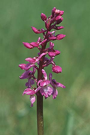 Orchis mascula \ Manns-Knabenkraut, Stattliches Knabenkraut, D  Spessart, Steinau 6.5.2006 