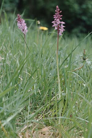 Orchis mascula \ Manns-Knabenkraut, Stattliches Knabenkraut / Early Purple Orchid, D  Bensheim 28.4.1990 