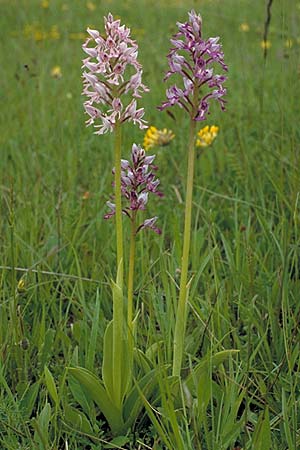 Orchis militaris / Military Orchid, D  Pforzheim 30.5.1987 