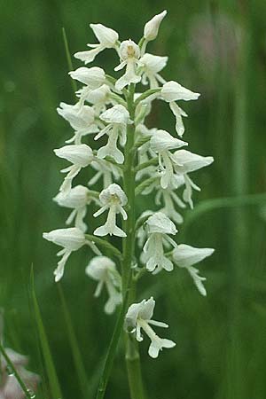 Orchis militaris farbvariante_color-variant / Military Orchid, D  Saarland Gersheim 18.5.1988 