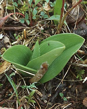 Orchis militaris / Military Orchid (Rosette), D  Mosbach 14.4.2006 