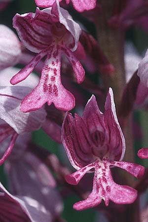 Orchis militaris \ Helm-Knabenkraut / Military Orchid, D  Mosbach 26.5.1996 