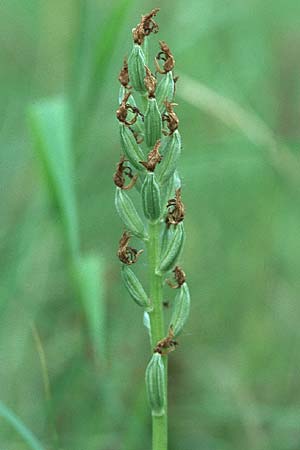 Orchis militaris / Military Orchid (seed stem), D  Altrip 15.6.2005 