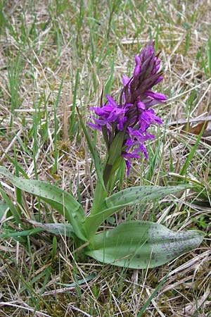 Dactylorhiza majalis \ Breitblättrige Fingerwurz, Breitblättriges Knabenkraut / Broad-Leaved Marsh Orchid, D  Pfalz, Speyer 3.5.2013 