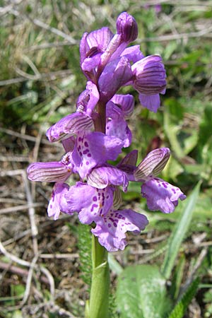 Anacamptis morio \ Salep-Knabenkraut, Kleines Knabenkraut, D  Rheinhessen, Wonsheim 26.4.2008 