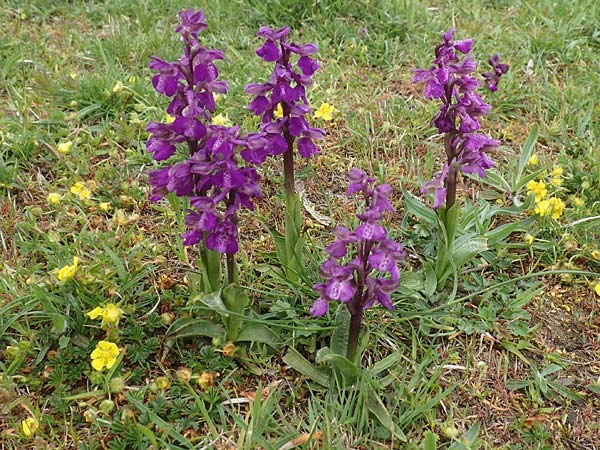 Anacamptis morio \ Salep-Knabenkraut, Kleines Knabenkraut, D  Herborn 25.4.2019 