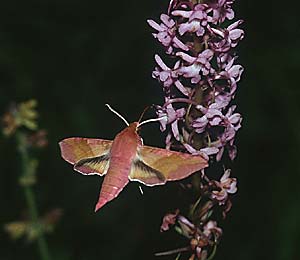 Deilephila elpenor + Gymnadenia conopsea, D Pforzheim 6.7.96