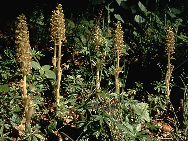 Neottia nidus-avis \ Vogel-Nestwurz / Bird's-Nest Orchid, D  Heidelberg 30.5.1997 