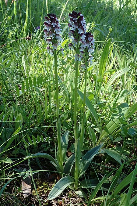 Neotinea ustulata \ Brand-Knabenkraut, D  Oberlaudenbach 31.5.2021 