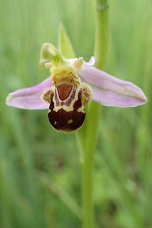 Ophrys apifera \ Bienen-Ragwurz / Bee Orchid, D  Kehl 22.5.2020 