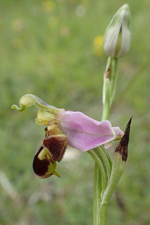 Ophrys apifera / Bee Orchid, D  Saarland Altheim 20.6.1998 