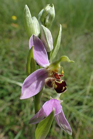 Ophrys apifera / Bee Orchid, D  Tiefenbronn-Mühlhausen 12.6.2021 