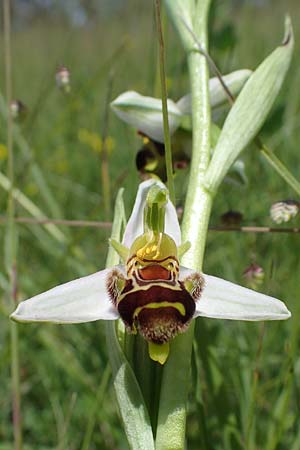 Ophrys apifera / Bee Orchid, D  Tiefenbronn-Mühlhausen 12.6.2021 