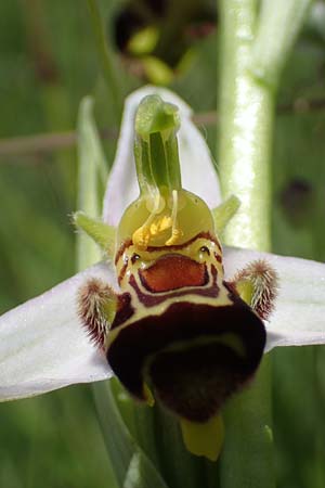 Ophrys apifera \ Bienen-Ragwurz / Bee Orchid, D  Tiefenbronn-Mühlhausen 12.6.2021 