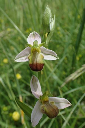 Ophrys apifera var. bicolor \ Zweifarbige Bienen-Ragwurz / Two-Colored Bee Orchid, D  Pforzheim 12.6.2021 